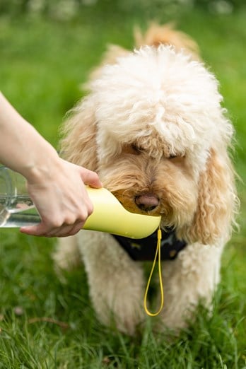 https://img.cdn.mountainwarehouse.com/product/051399/051399_yel_dog_water_bottle_jac_lifestyle_ecom_aw22_01.jpg?w=348