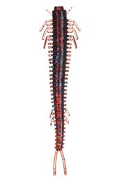 Twitch Worm 2.5" Pack of 15 UV Bloodworm