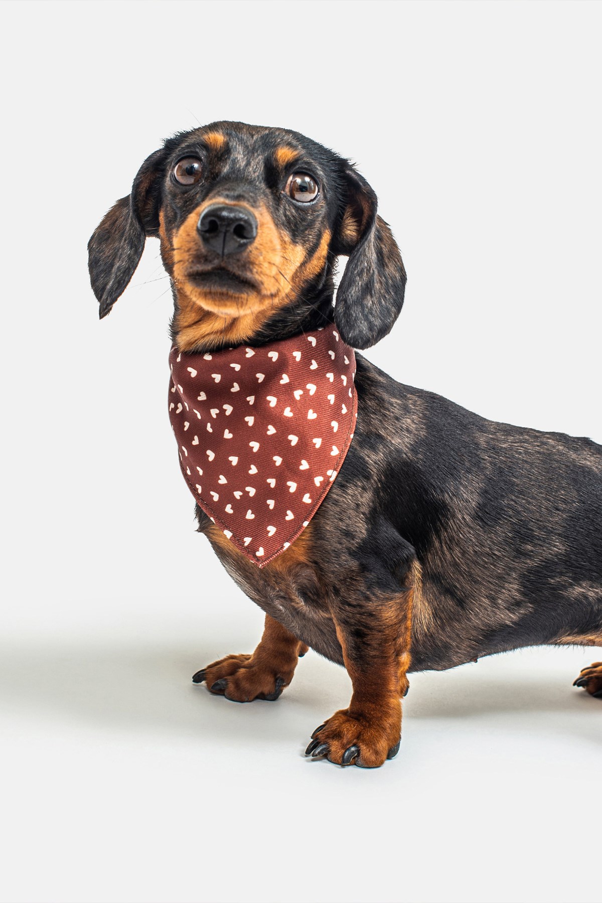 Bandana Dog Collar -