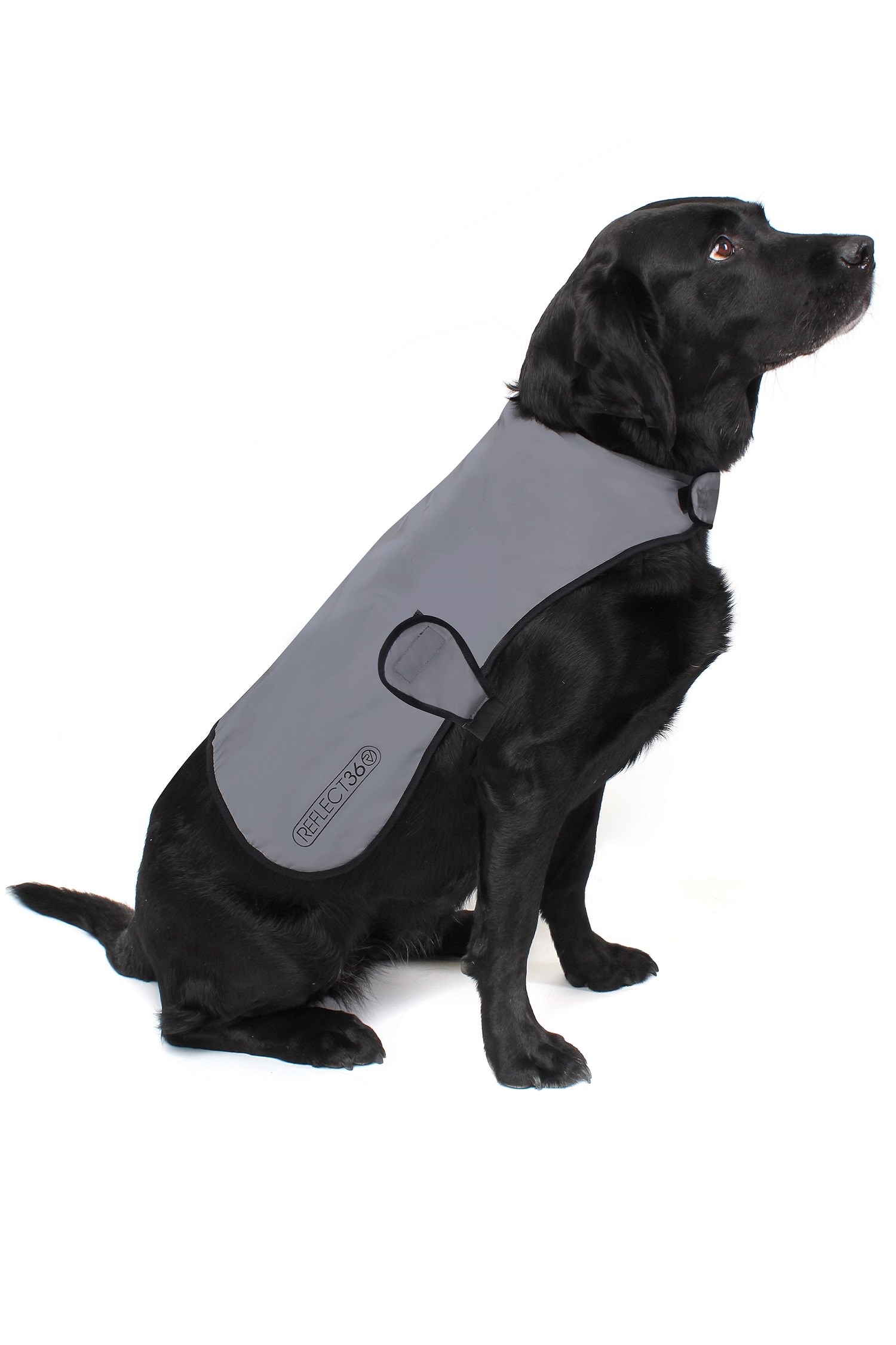 Mountain warehouse hotsell dog coats